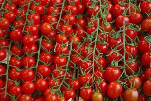  برداشت ۵۶۵ هزار تن گوجه فرنگی در استان بوشهر
