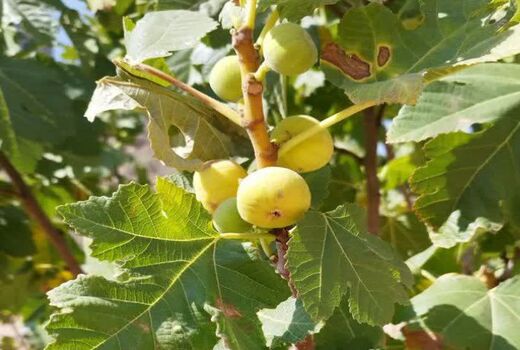 آغاز برداشت انجیر دیم ۷۰۰ هکتار از باغ‌های بارور جهرم