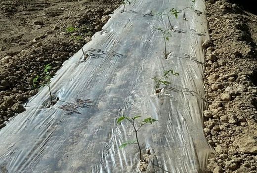 اختصاص اراضی سرچهان به کشت گوجه فرنگی 