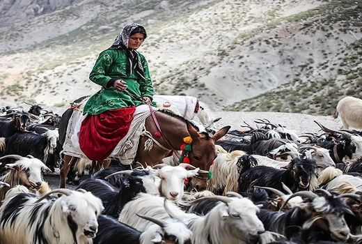 ممنوعیت کوچ زودهنگام عشایر به چهارمحال و بختیاری 