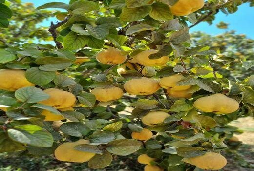  برداشت میوه ب‍ِه از باغ‌های نی‌ریز آغاز شد