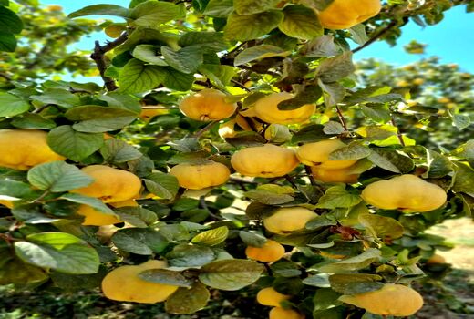  برداشت میوه ب‍ِه از باغ‌های نی‌ریز آغاز شد