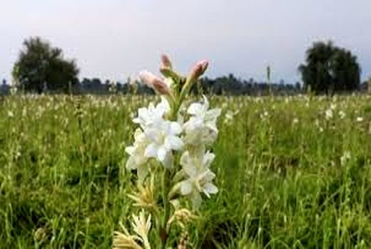 ارزآوری 250 میلیون دلاری محصولات کشاورزی دزفول