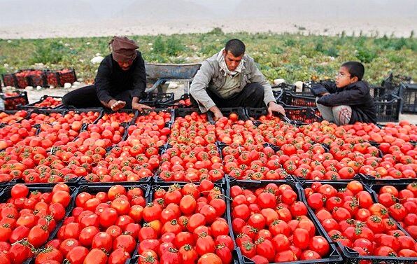 خرید حمایتی گوجه فرنگی از 700 کشاورز کُردستانی