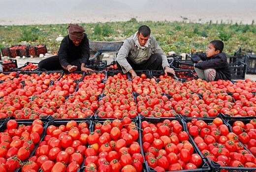 خرید حمایتی گوجه فرنگی از 700 کشاورز کُردستانی