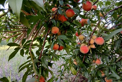 کاشت موفق درخت هلو برای نخستین بار در شهرستان قیروکارزین