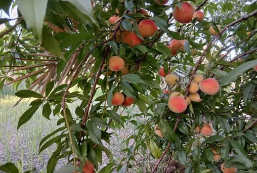 کاشت موفق درخت هلو برای نخستین بار در شهرستان قیروکارزین