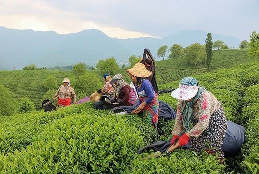 112 هزار تن برگ سبز چای امسال از چایکاران خریداری شد