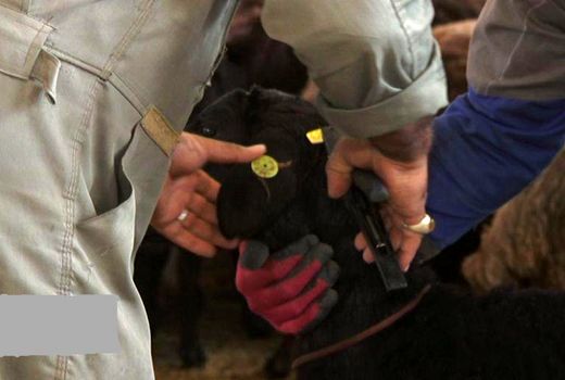 پلاک کوبی بیش از 272 هزار راس دام سبک و سنگین درشهرستان میاندوآب 