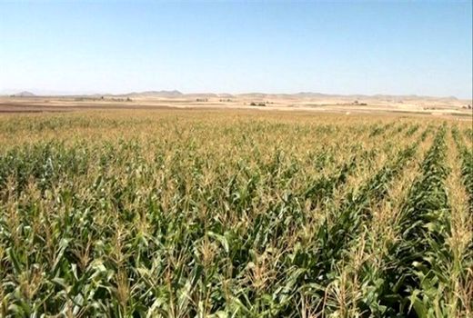 کشت شش رقم پاییزه نباتات علوفه‌ای به صورت مقایسه‌ای در شهرستان هوراند