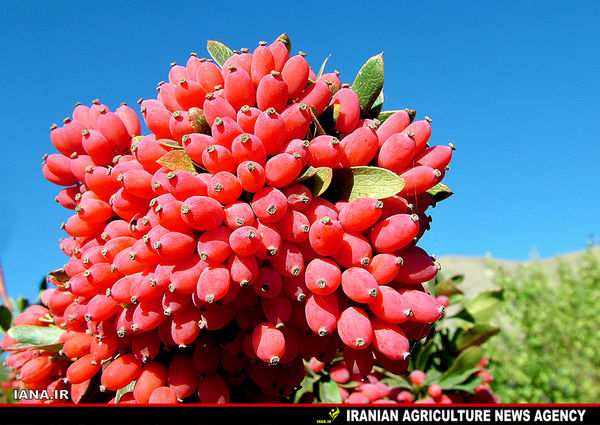 درختچه زرشک