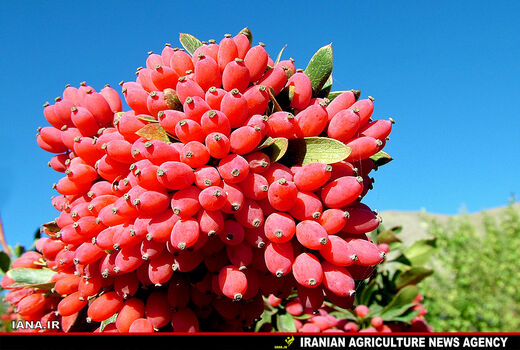 درختچه زرشک