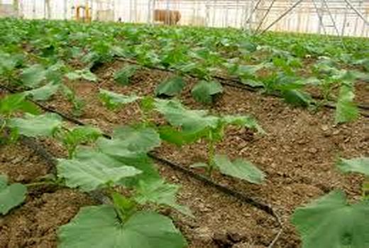 20 مجوز احداث گلخانه کوچک مقیاس در آمل صادر شد