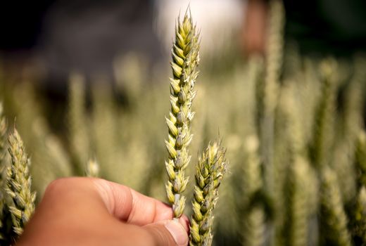 60 درصد افزایش خرید گندم در آذربایجان شرقی