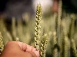 60 درصد افزایش خرید گندم در آذربایجان شرقی