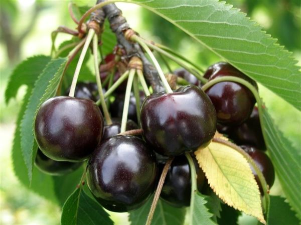 زمینه اشتغال 7هزار نفر با آغاز فصل برداشت گیلاس در اشنویه