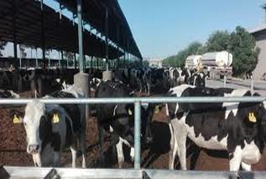 افزایش تولیدات دامی در استان ایلام 