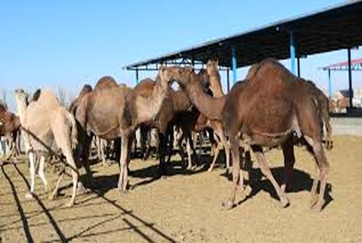 تولید بیش از 200 تن گوشت شتر در خوزستان