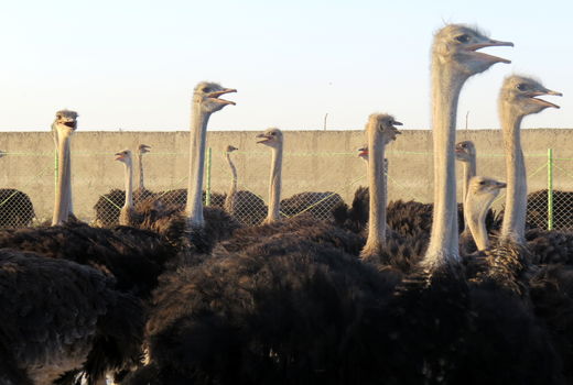 افتتاح طرح پرورش شترمرغ در شهرستان چابهار