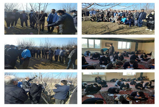 برگزاری دوره عملی هرس درختان در شهرستان اهر