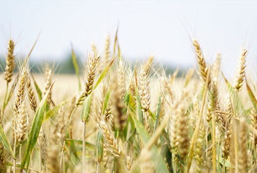 برگزاری دوره آموزشی بین‌المللی اصلاح مولکولی برنج در رشت