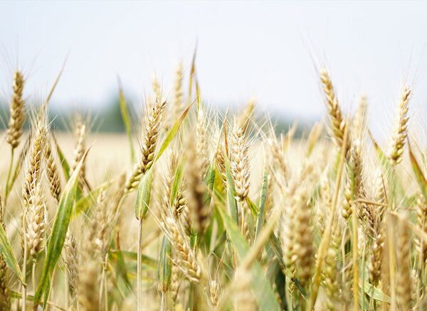 اثر تغییرات آب و هوایی بر مواد مغذی برنج