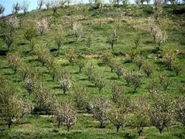 ۱۰۰۰ هکتار از باغات استان در سال ۱۴۰۲ اصلاح  و نوسازی میشود