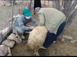 مایه کوبی دامهای شهرستان دره‌شهر بر علیه بیماری تب برفکی