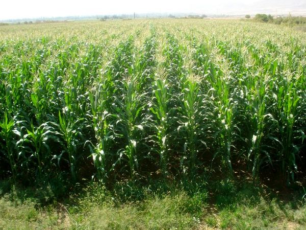 در سال جاری 2500 هکتار از مزارع بردسیر به کشت ذرت علوفه ای اختصاص یافت