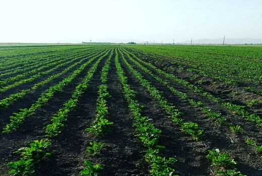 افزایش 600 درصدی کشت چغندرقند در فیروزآباد