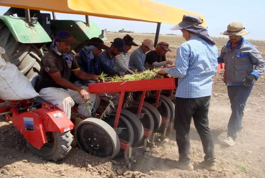 کشت مستقیم چغندر قند در مزارع کشاورزی شهرستان آبیک آغاز شد 