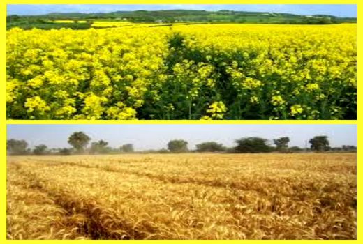 خرید دانه‌های طلایی گندم، فقط به شیوه تضمینی