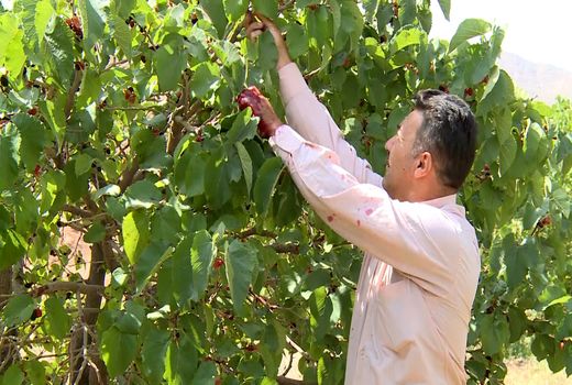 آغاز برداشت شاتوت از ۶۵ هکتار باغ‌های بارور شهر برزک کاشان