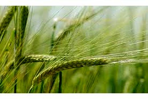 پیش بینی خرید تضمینی 1800 تن گندم و جو از کشاورزان نوشهری