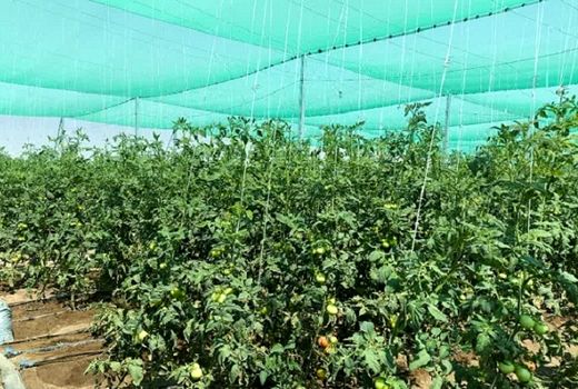 اولین گلخانه تابع اقلیم در بیضا به بهره برداری رسید