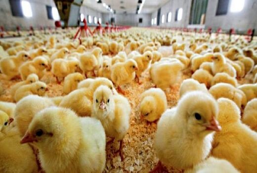 تمام جوجه های یک روزه مازاد خریداری می‌شود