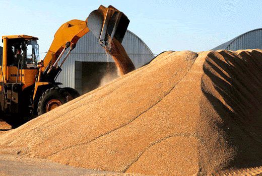  21 هزار تن گندم در چهارمحال و بختیاری ذخیره شد