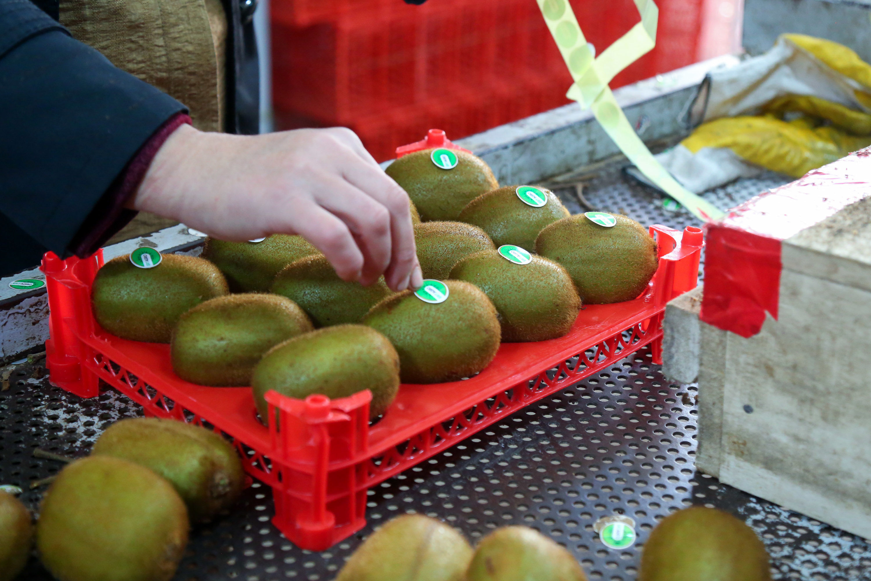  میوه ای شگفت انگیز به نام کیوی 