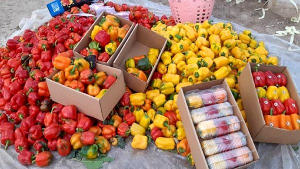 حمایت از تولیدکنندگان فلفل دلمه ای با استمهال وام ها