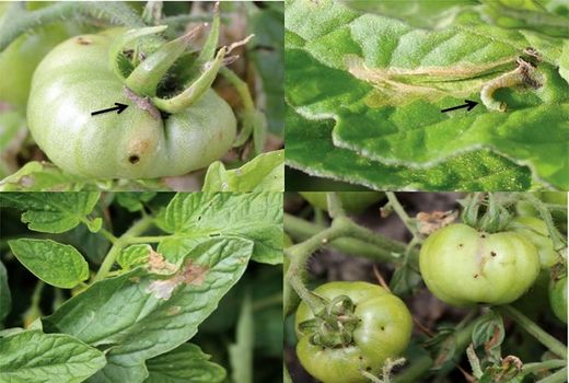 شیوع آفت مینوز برگ گوجه‌فرنگی و راه‌های مقابله با آن