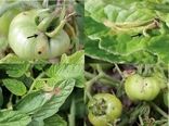 شیوع آفت مینوز برگ گوجهفرنگی و راههای مقابله با آن