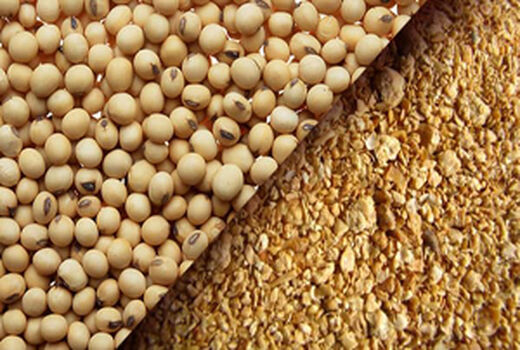 کنجاله سویا مورد نیاز بهره برداران استان تهران تا پایان سال تامین است