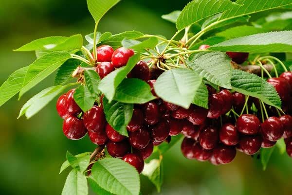 تولید ۷۶۰ تن آلبالو و گیلاس فارس