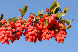 کلاس آموزشی کشت زرشک در بخش باغین برگزار شد