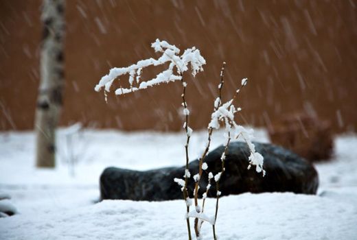 محافظت از نهال‌های جوان و آسیب‌پذیر جهت جلوگیری از ترک‌خوردگی