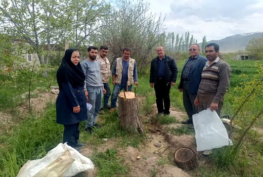 افزایش سودآوری باغداران جلفا با سرشاخه‌کاری بیش از ۱۲ هزار درخت گردو طی ۸ سال اخیر