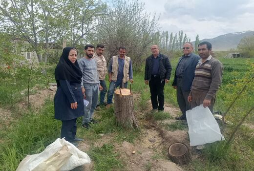 افزایش سودآوری باغداران جلفا با سرشاخه‌کاری بیش از ۱۲ هزار درخت گردو طی ۸ سال اخیر