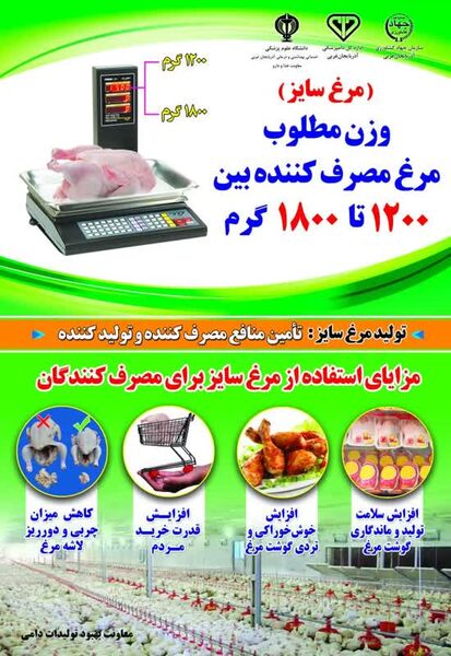 تولید مرغ سایز بازدهی واحد های مرغداری را افزایش می دهد