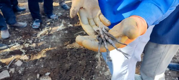 آموزش کشت زراعی آنغوزه به کشاورزان بویراحمدی