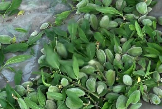 آغاز برداشت چغاله بادام نوبرانه از باغهای دشت کاشان